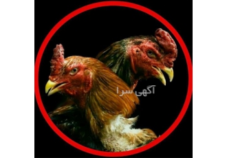 فروش تخم نطفه دار با کیفیت در اصفهان فروش تخم نطفه دار لاری افغان