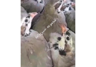 تخم نطفه دار کبک
