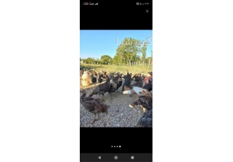 فروش تخم بوقلمون نطفه بالا