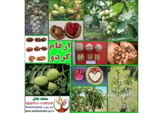 فروش انواع مختلف نهال گردو
