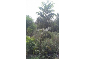فروش نهال گردو چندلر اصلاح شده