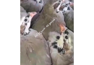 جوجه و تخم نطفه دار کبک در یزد تخم نطفه دار و جوجه کبک بومی پرورش