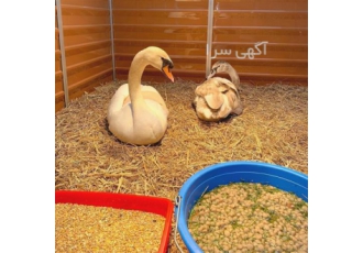 فروش تخم نطفه‌دار و جوجه‌های نژاد اردک و غاز به همراه تضمین کیفیت در بیرجند