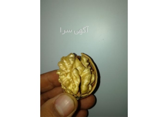 خرید و فروش انواع نهال گردو - فارس نهال