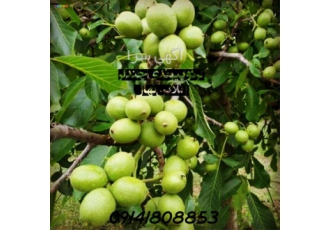 فروش نهال گردو پیوندی وارداتی خارجی در ابهر فروش نهال گردو پیوندی