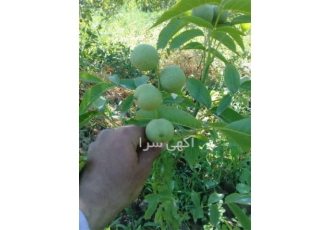فروش نهال گردو چندلر ، تویسرکان و خوشه ای