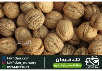 نهال گردو پوست کاغذی ، نهالستان تک فیدان