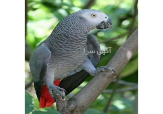 فروش تخم نطفه دار کاسکو دم شکلاتی