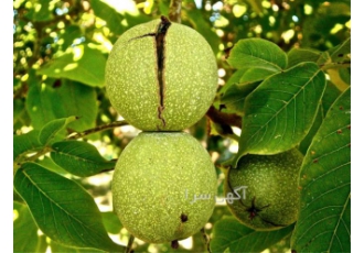 خرید نهال گردو پیوندی چندلر با مقاومت بالا در میاندوآب نهال گردو پیوندی