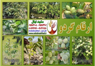 فروش ارقام مختلف نهال گردو
