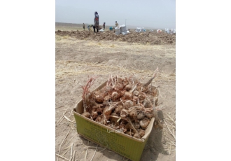 فروش پیاز زعفران