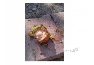 تولید و فروش نهال گردو در اقلام گوناگون