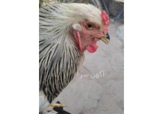تخم نطفه دار مرغ امپراطور اصل ، سفارش آسان و اطمینانی