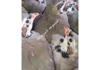 جوجه و تخم نطفه دار کبک فروش جوجه و تخم نطفه دار کبک در یزد بازار
