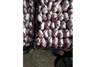 فروش سیر خشک مغان