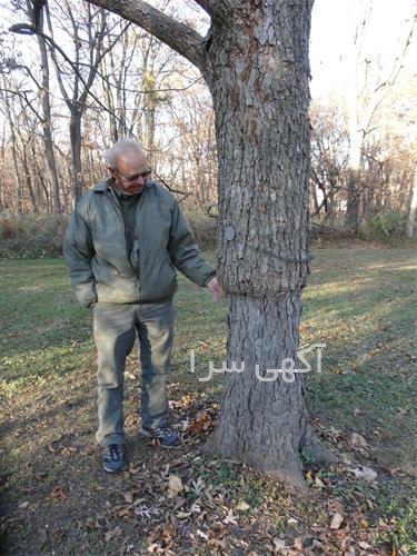 بذر گردو فرنور