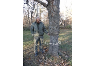 نهال گردو فرنور پیوندی گزینه ای مناسب برای باغبانان در میاندوآب نهال