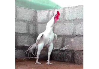 لاری ژاپنی سامورایی