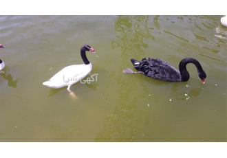 فروش تخم نطفه‌دار قو مشکی و سفید با تضمین کیفیت