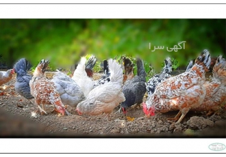 ارائه و فروش تخم نطفه دار گلین اصل نژاددار