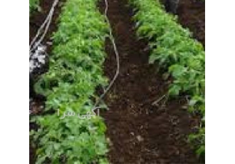 اجرای آبیاری قطره ای منازل و باغات در اسرع وقت
