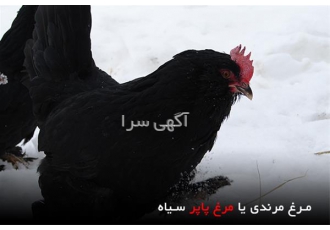 مرغ مرندی پاپر سیاه و اصیل تخم نطفه دار مرندی