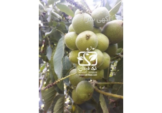 نهال گردو ژنوتیپ کانادایی نهالستان تک فیدان در کرمانشاه تولید و عرضه