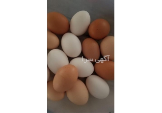 تخم نطفه دار مرغ بومی در اردبیل تخم نطفه دار بومی مناسب برای علاقه