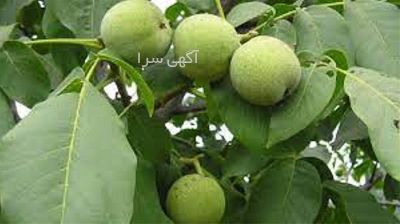 بذر گردو ژنوتیپ برتر