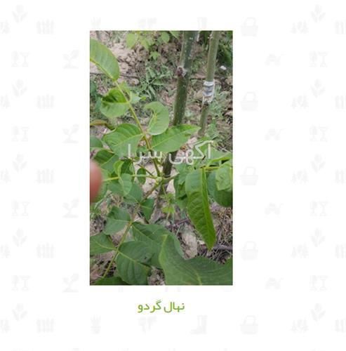 آگهی های بذر و نهال - شهریار
