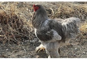 تخم نطفه دار و جوجه مرغ لهستانی از یک روزه تا 15 روزه