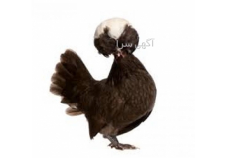 فروش جوجه و تخم نطفه دار لهستانی