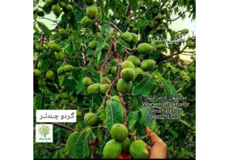 فروش نهال گردو دیرگل قیمت نهال گردو در کرج فروش نهال گردو دیرگل قیمت