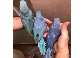 فروش تخم نطفه دار ملنگو در اردبیل فروش تخم نطفه دار ملنگو با ضمانت کتبی