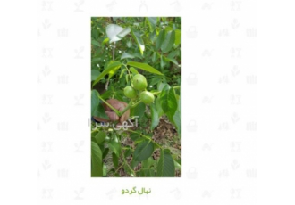 نهال گردو خوشه ای نهال میوه فروش نهال گردو در یزد نهال گردو خوشه ای