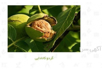 فروش عمده نهال گردو کانادایی - بذر و نهال