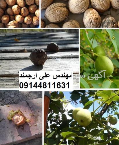 آگهی های بذر و نهال - ارجمند