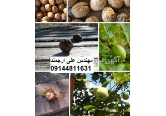 فروش نهال گردو کاغذی - نهالستان تک فیدان