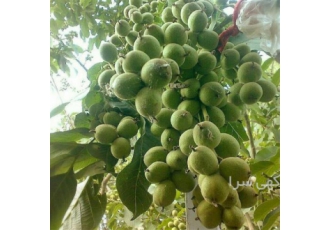 فروش نهال گردو خوشه ای با بهترین کیفیت در کشور