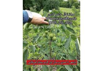 نهال گردو در کشور - مــرکـز نـهال خــاص کـشور