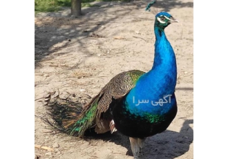 فروش تخم طاووس نطفه دار رنگین و سیاه و سفید در اصفهان مرکز معتبر فروش
