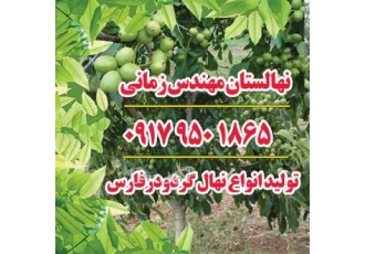 تولید و فروش نهال گردو خوشه ای در شیراز تولید و فروش نهال گردو خوشه ای