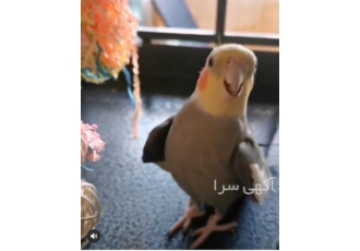 تخم نطفه دار طوطی سانان، فروش تخم طوطی