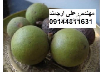 نهال گردو پیوندی چندلر آمریکایی نهالستان تک فیدان