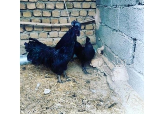 تخم نطفه دار ایام سمانی و لاری