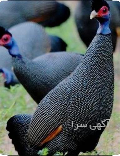 آگهی های کشاورزی و دامداری - گرمسار