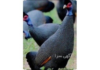 ارائه و فروش تخم نطفه دار مرغ مصری عالی