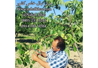 نهال گردو خوشه ای فروش نهال گردو نهال در کرج نهال گردو خوشه ای فروش
