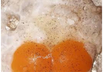 تخم مرغ دو زرده مخصوص در همدان تخم مرغ دو زرده و کاملا ارگانیک و بومی