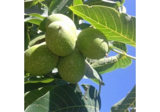 فروش نهال گردو کوپه ای نهال گردو ژنوتیب در خرم آباد آرتین نهال دارای